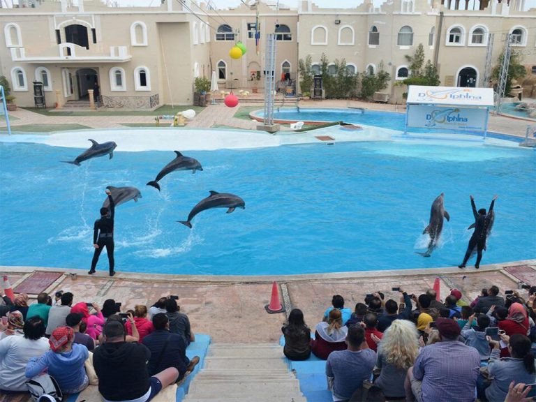 The Dolphin World Show